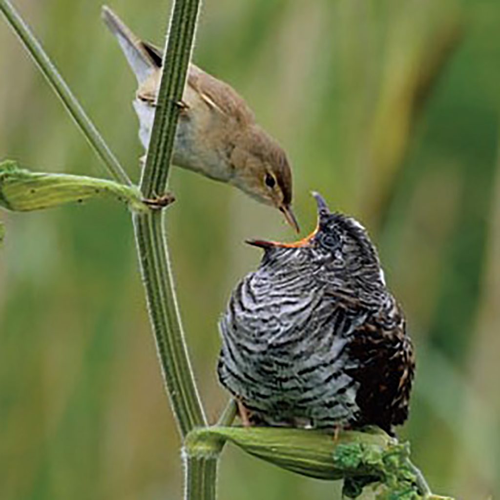 grande uccello alimentato da piccola madre 